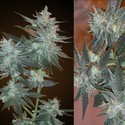 L.A. Ultra (Resin Seeds) femminizzato