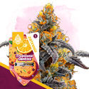 Tropicana Cookies (Zamnesia Seeds) femminizzata