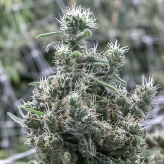 Cannatonic (Resin Seeds) femminizzato