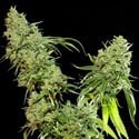 Cannatonic (Resin Seeds) femminizzato