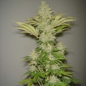 Bubblicious (Resin Seeds) femminizzato