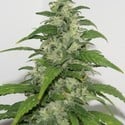 Yummy (Resin Seeds) femminizzato