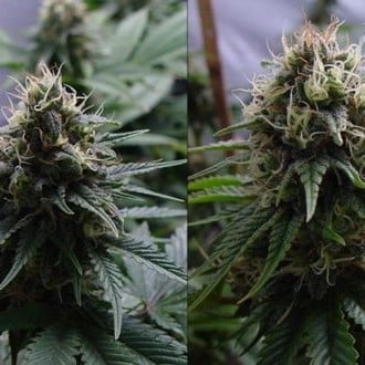 Yummy (Resin Seeds) femminizzato