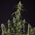 Fruit Punch Auto (Zamnesia Seeds) femminizzata