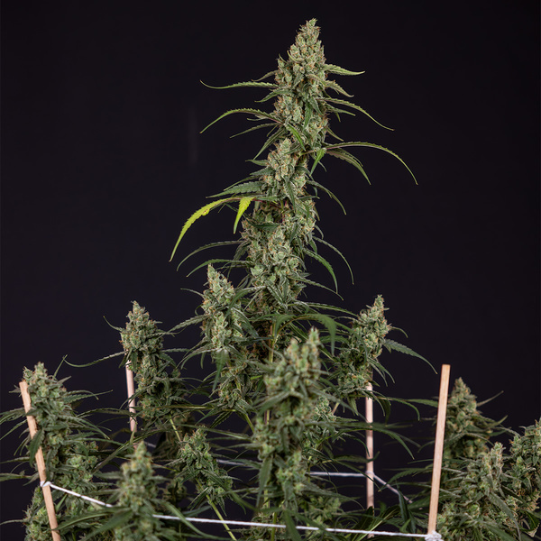 Fruit Punch Auto (Zamnesia Seeds) femminizzata