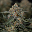 Fruit Punch Auto (Zamnesia Seeds) femminizzata