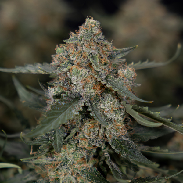 Fruit Punch Auto (Zamnesia Seeds) femminizzata