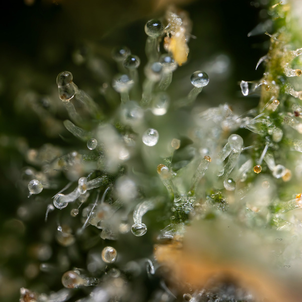 Fruit Punch Auto (Zamnesia Seeds) femminizzata