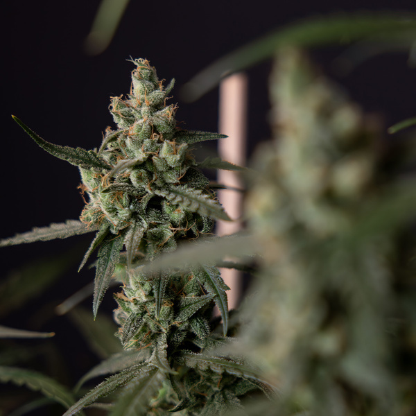 Fruit Punch Auto (Zamnesia Seeds) femminizzata