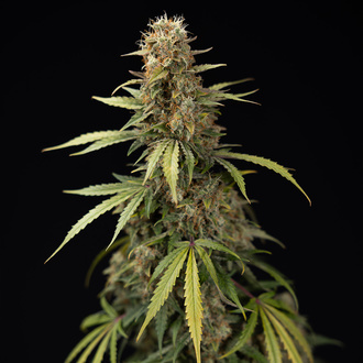Tangerine Dream Auto (Zamnesia Seeds) femminizzata