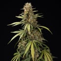 Tangerine Dream Auto (Zamnesia Seeds) femminizzata