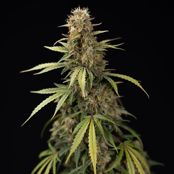 Tangerine Dream Auto (Zamnesia Seeds) femminizzata