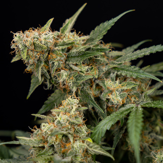 Tangerine Dream Auto (Zamnesia Seeds) femminizzata