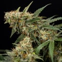 Tangerine Dream Auto (Zamnesia Seeds) femminizzata