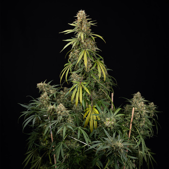 Tangerine Dream Auto (Zamnesia Seeds) femminizzata