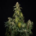 Tangerine Dream Auto (Zamnesia Seeds) femminizzata