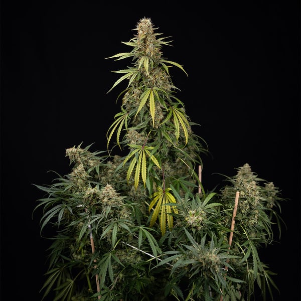 Tangerine Dream Auto (Zamnesia Seeds) femminizzata