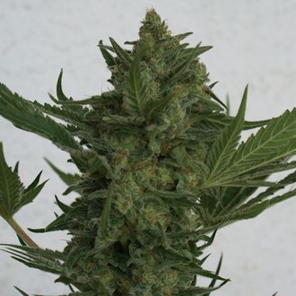 Critical Haze (Resin Seeds) femminizzato