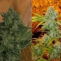 Critical Haze (Resin Seeds) femminizzato