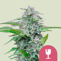 Critical (Royal Queen Seeds) femminizzata