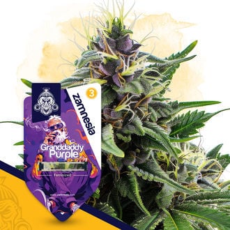 Granddaddy Purple (Zamnesia Seeds) femminizzata