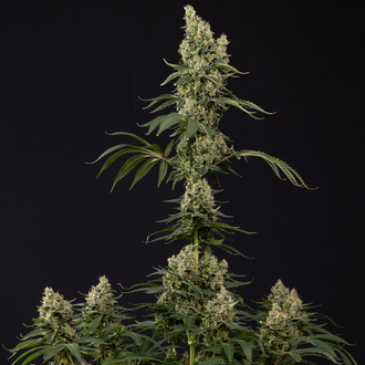 Power Plant (Zamnesia Seeds) femminizzata