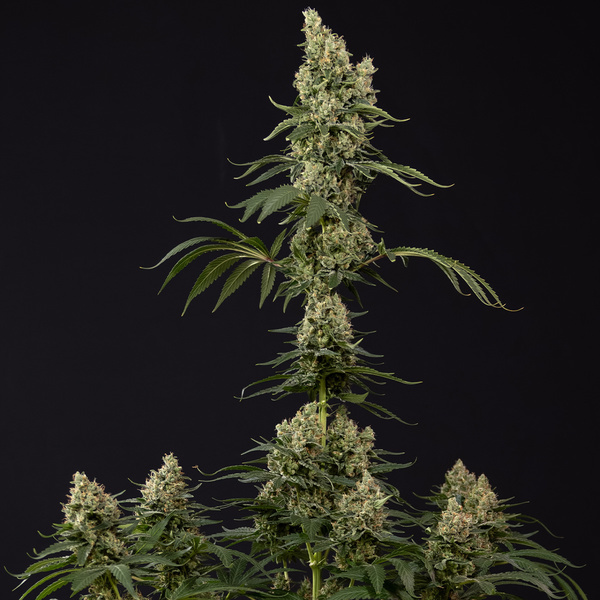 Power Plant (Zamnesia Seeds) femminizzata