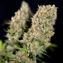 Power Plant (Zamnesia Seeds) femminizzata