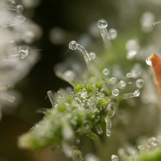 Power Plant (Zamnesia Seeds) femminizzata