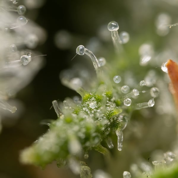 Power Plant (Zamnesia Seeds) femminizzata