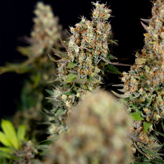 Power Plant (Zamnesia Seeds) femminizzata