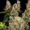 Power Plant (Zamnesia Seeds) femminizzata