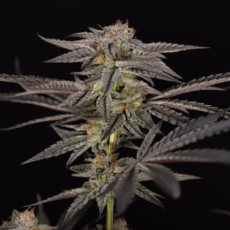Georgia Pie (Zamnesia Seeds) femminizzata