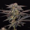 Georgia Pie (Zamnesia Seeds) femminizzata