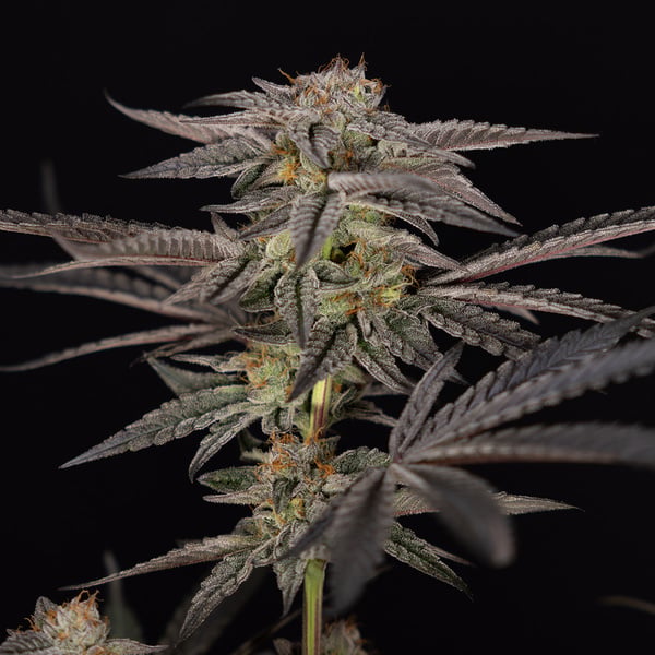 Georgia Pie (Zamnesia Seeds) femminizzata