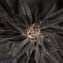 Georgia Pie (Zamnesia Seeds) femminizzata
