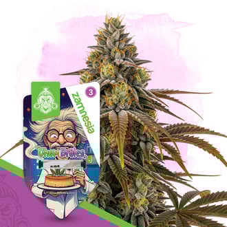 Chem Brulee (Zamnesia Seeds) femminizzata