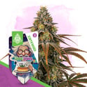 Chem Brulee (Zamnesia Seeds) femminizzata
