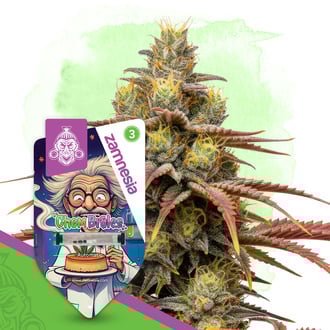 Chem Brulee Auto (Zamnesia Seeds) femminizzata