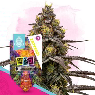 LSD (Zamnesia Seeds) femminizzata