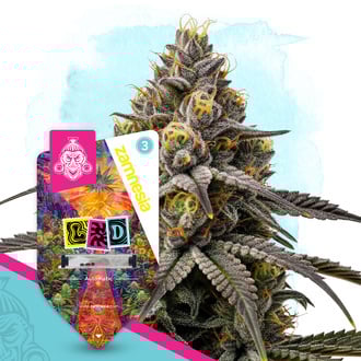 LSD Auto (Zamnesia Seeds) femminizzata