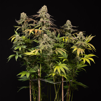LA Kush Cake (Zamnesia Seeds) femminizzata