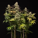 LA Kush Cake (Zamnesia Seeds) femminizzata