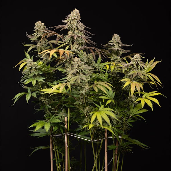 LA Kush Cake (Zamnesia Seeds) femminizzata