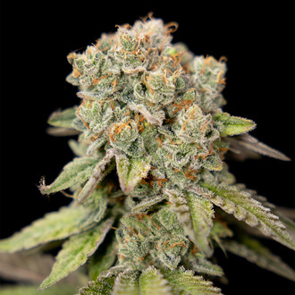 LA Kush Cake (Zamnesia Seeds) femminizzata