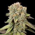 LA Kush Cake (Zamnesia Seeds) femminizzata