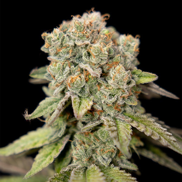 LA Kush Cake (Zamnesia Seeds) femminizzata