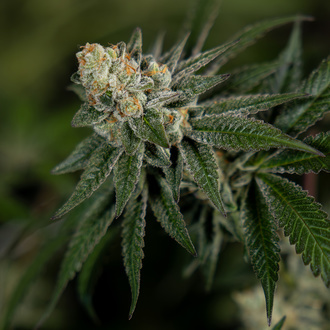LA Kush Cake (Zamnesia Seeds) femminizzata