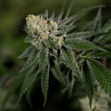 LA Kush Cake (Zamnesia Seeds) femminizzata