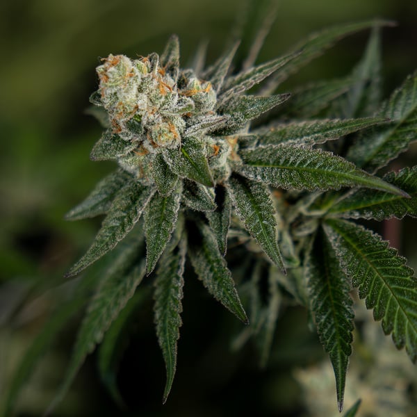 LA Kush Cake (Zamnesia Seeds) femminizzata